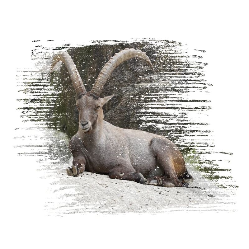 Steinbock als Sternzeichen und Wappentier
