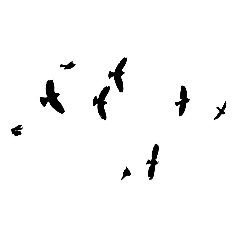 Oiseaux dans le ciel