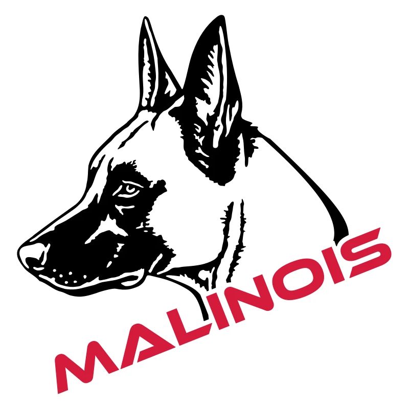 536 Malinois