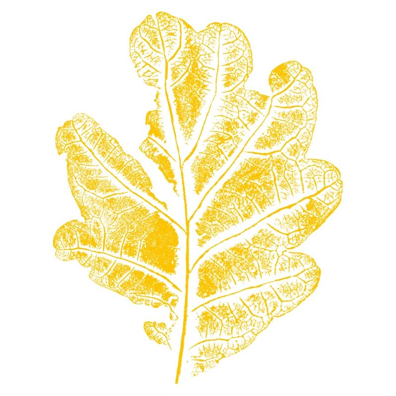 Blatt Eiche/ Eichenblatt