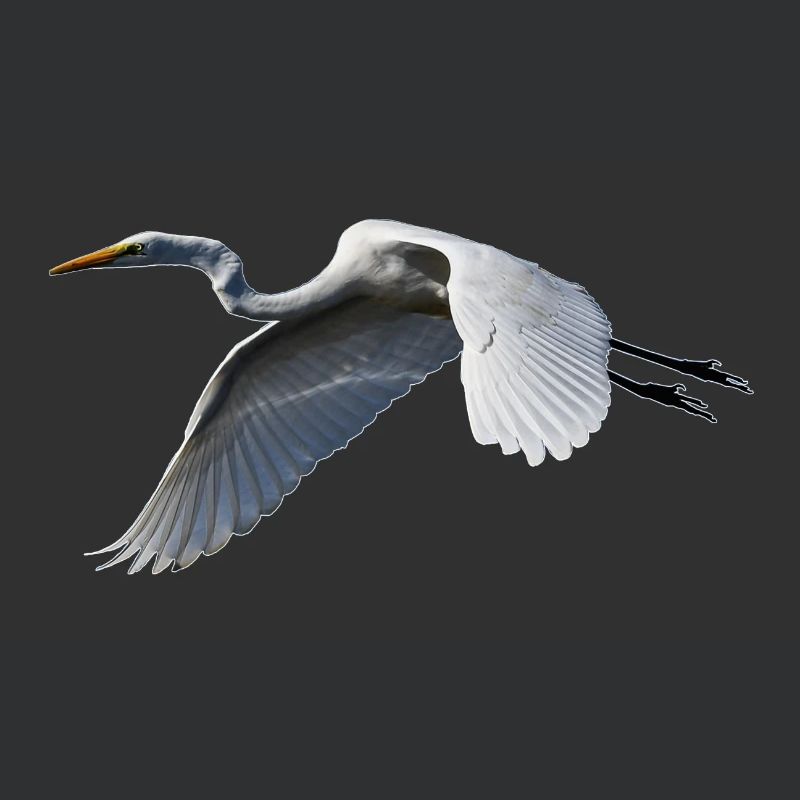 Crane