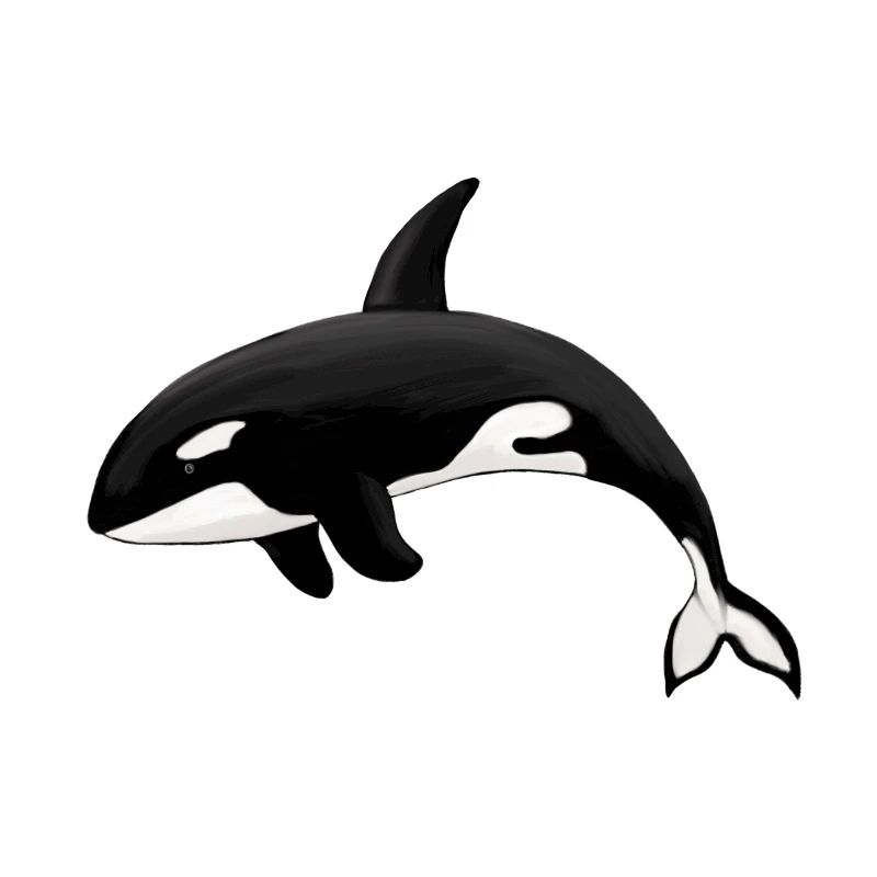 Orca Killerwal Schwertwal Orka