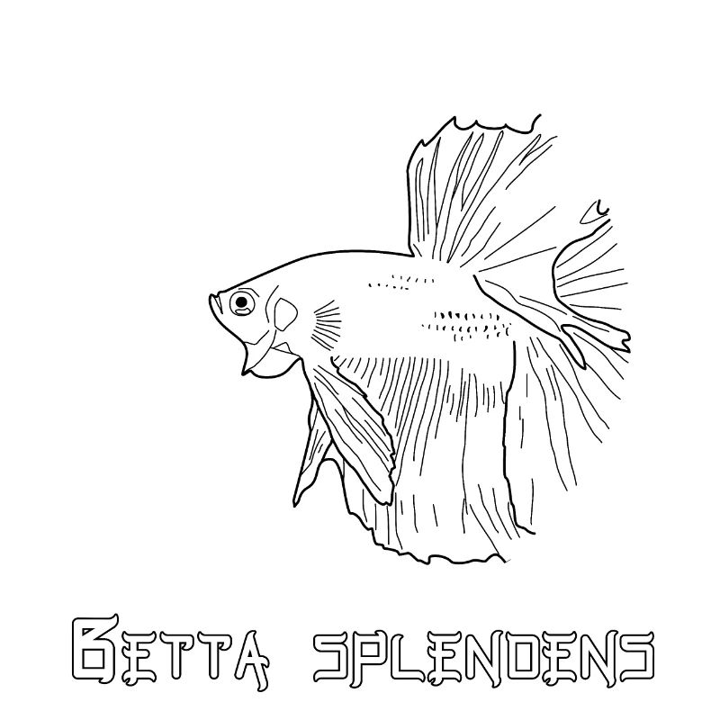 Betta splendens (Halfmoon)