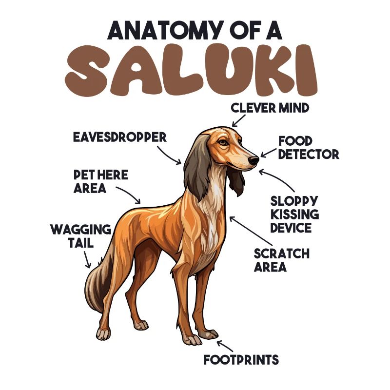 Explication du chien Anatomie d’un Saluki