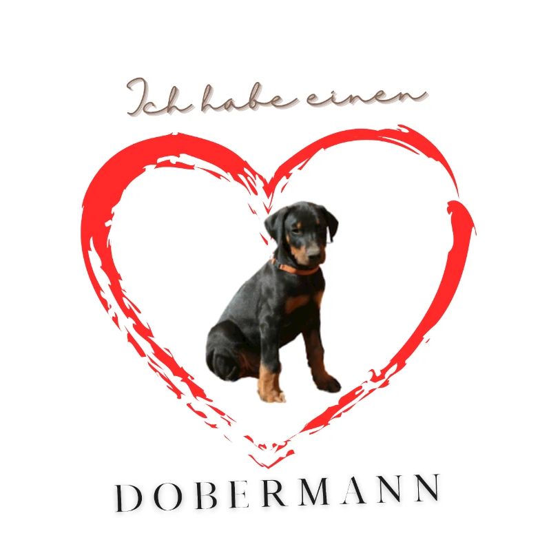 Dobermann unkupiert. Ich habe einen Dobermann