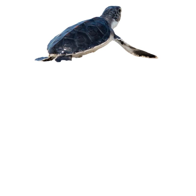 Turtle – Forward is still forward