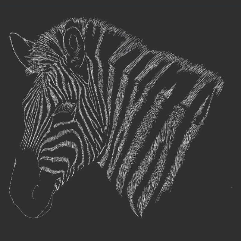 hand-drawn zebra