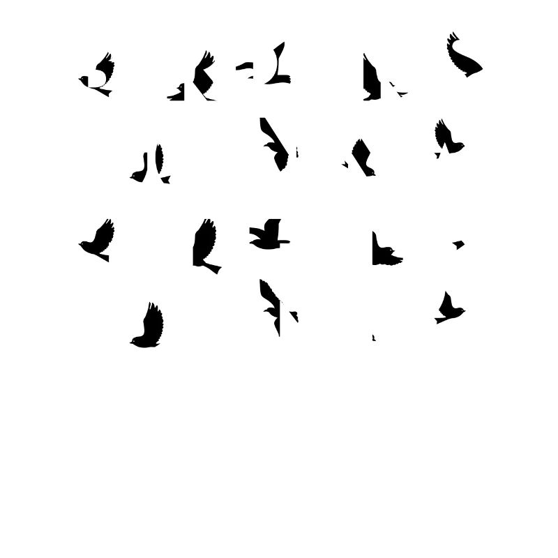 Observation des oiseaux - Observation des oiseaux - Oiseaux - Observation des oiseaux