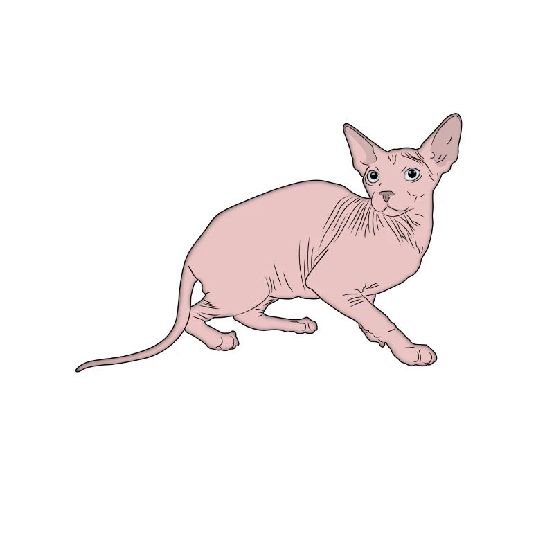 Chat Sphynx