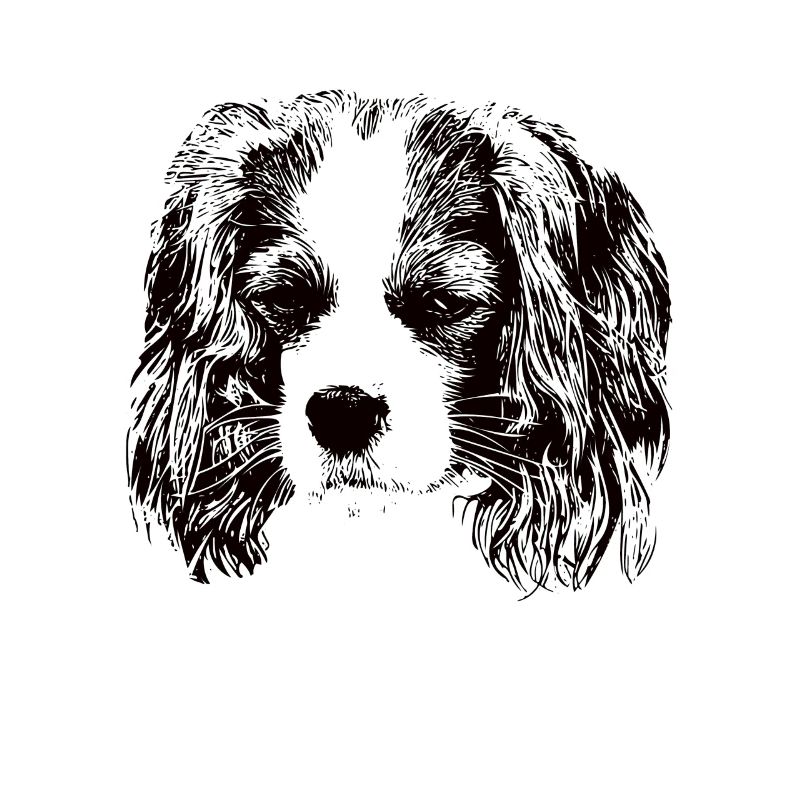 Cavalier King Charles Spaniel