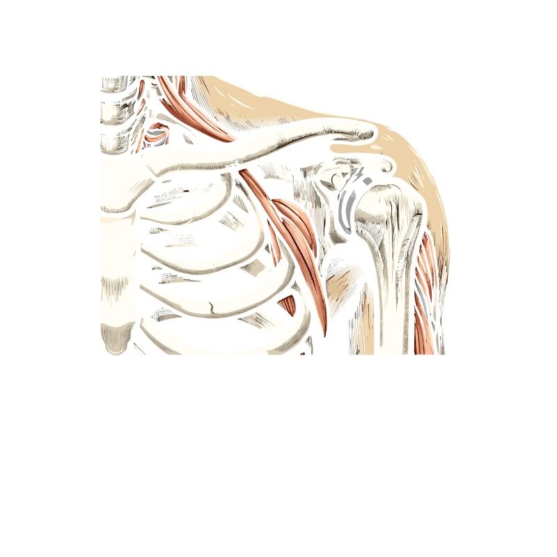 Bionic Shoulder Replacement Surgery Joint Recovery