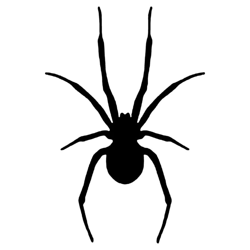 Spinne