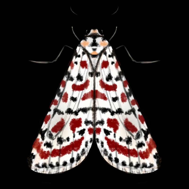 MOTH