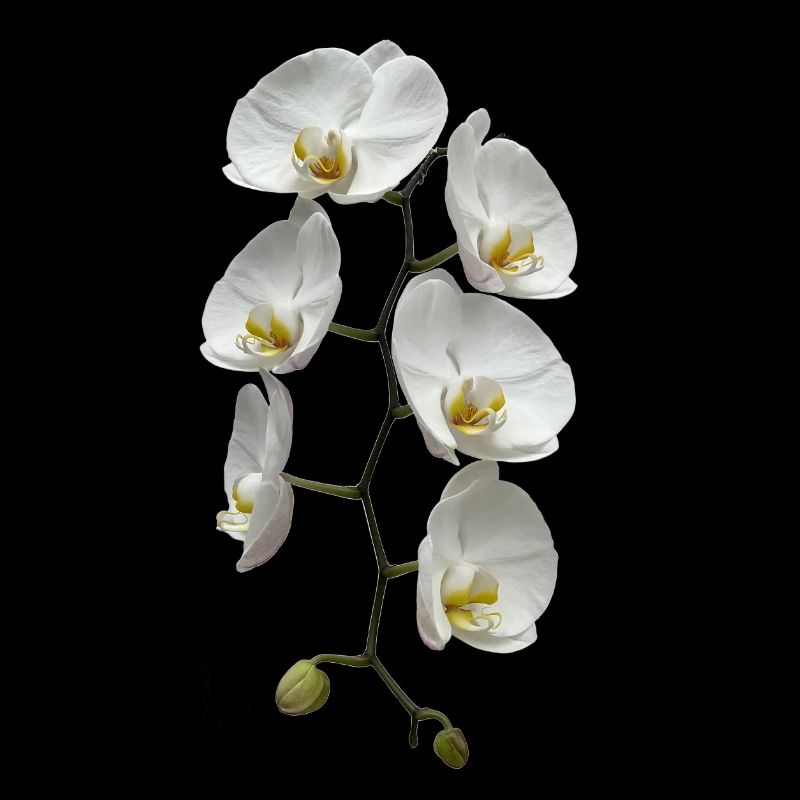 Orchidee
