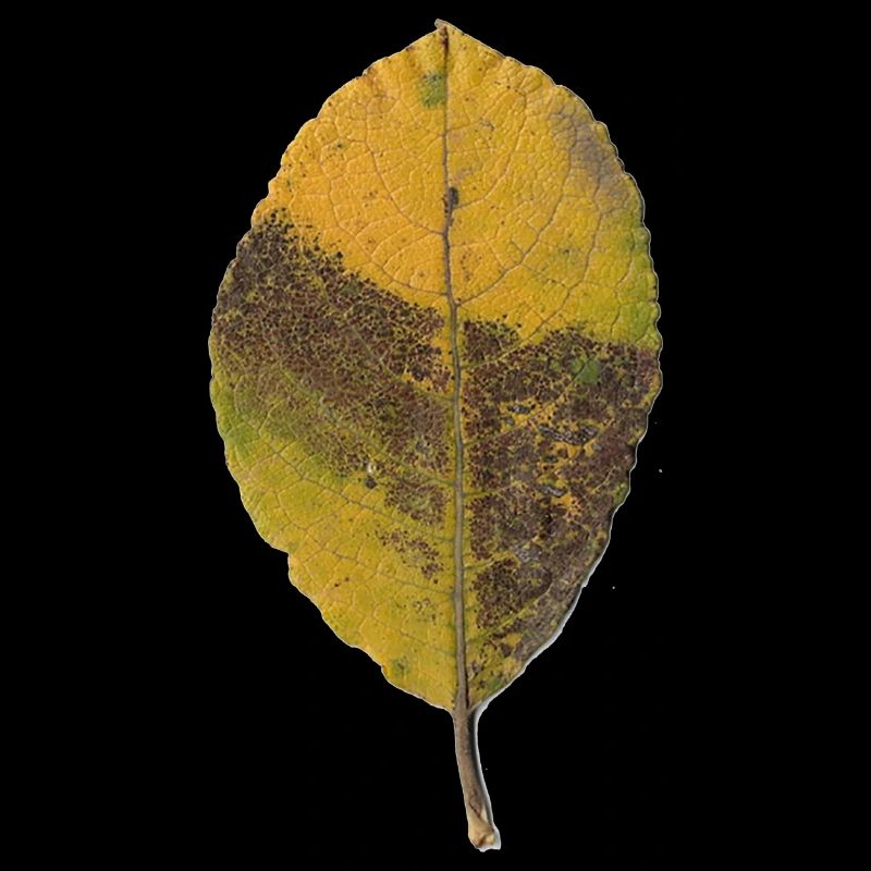 Blatt