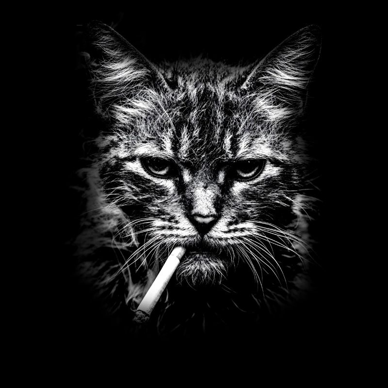 Rauchen, Zigarette, Katze raucht eine Zigarette