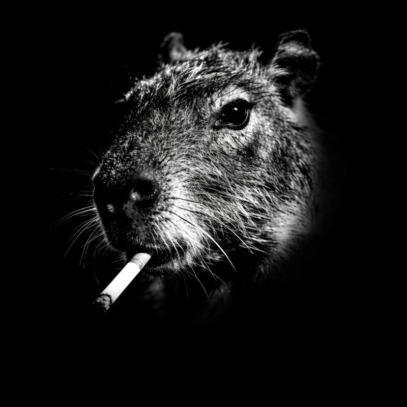 Rauchen, Zigarette, Capybara raucht eine Zigarette