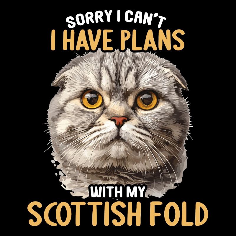 Scottish Fold Kitten Scottish Fold Cat