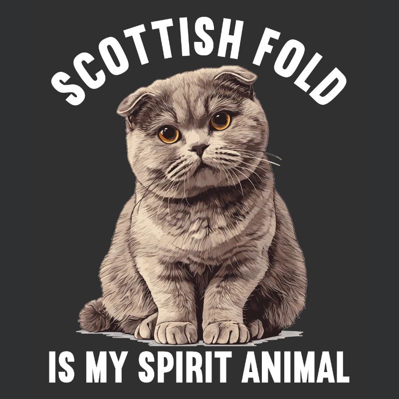 Scottish Fold Kitten Scottish Fold chat