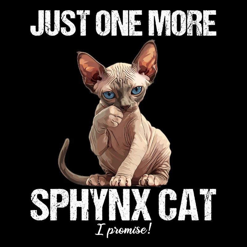 Chaton Sphynx Chat Sphynx