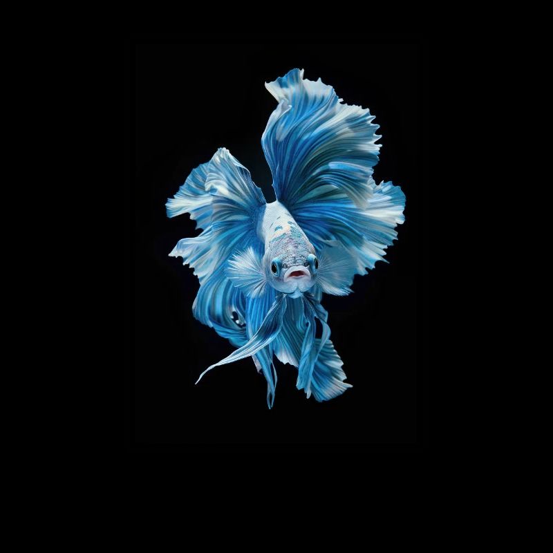 Bettas Betta Fisch Betta