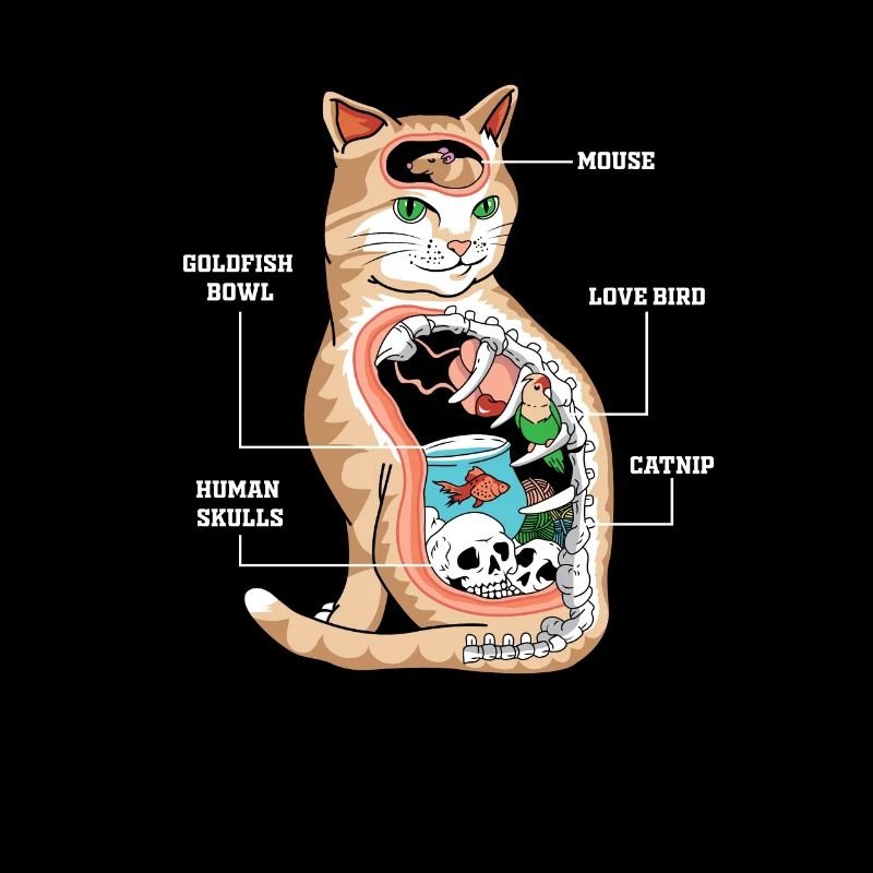 Anatomie Katze Tierarzt