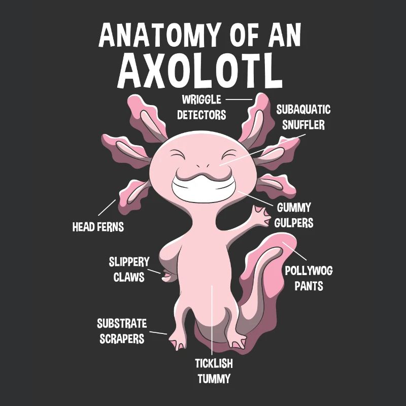 Anatomie eines Axolotls Lehrer Geschenk