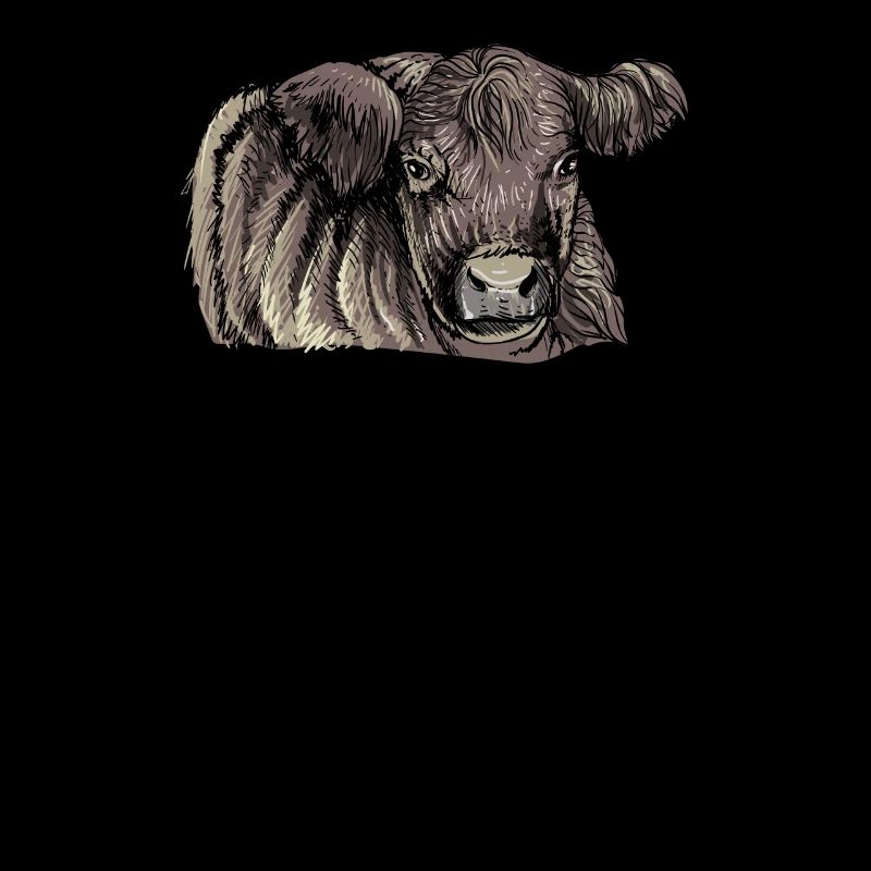 Galloway cattle I Scotland cattle breeding for