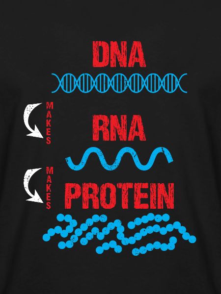 Molekylærbiolog DNA RNA Protein Cell Biology