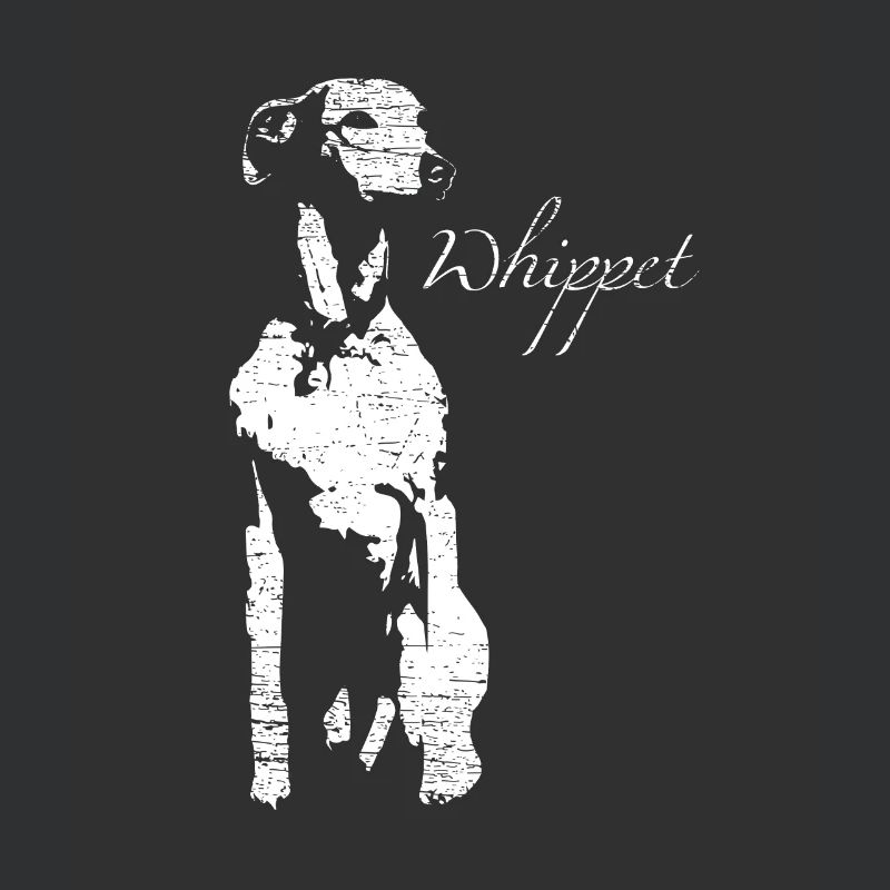 Whippet greyhound