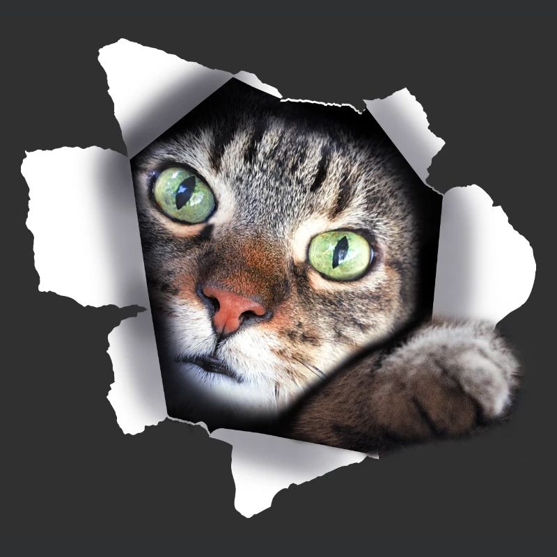 Félin mignon chat chat chatte déchirée patte