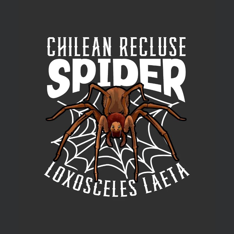 Araignée d’angle chilienne