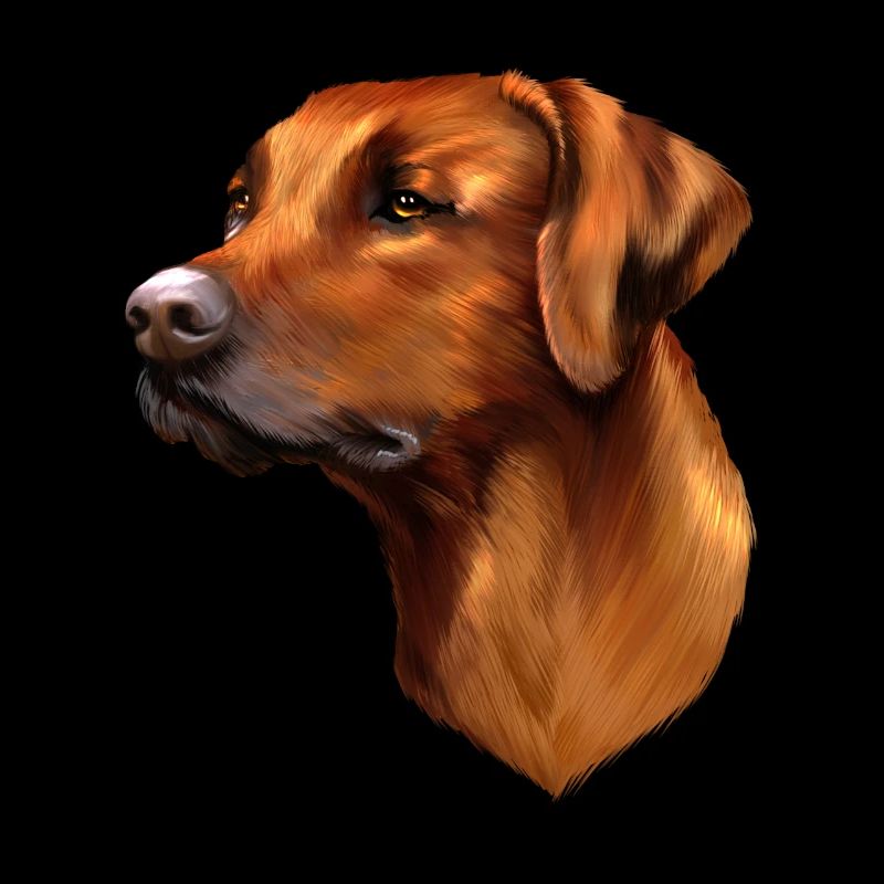 Rhodesian Ridgeback