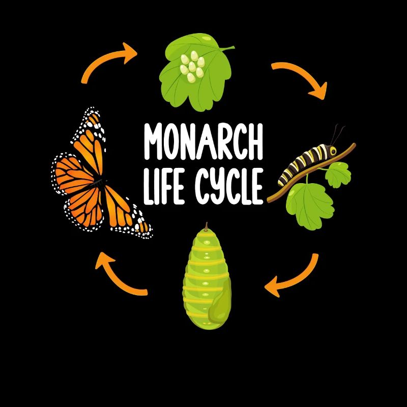 Monarch Butterfly Illustration Entomologist Insect