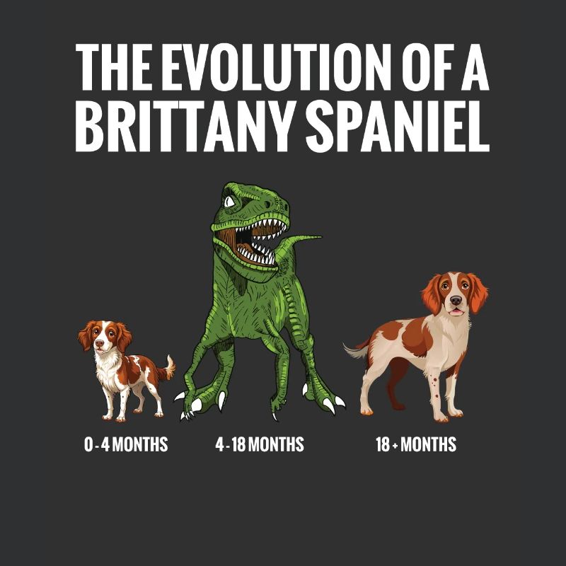 L’évolution d’un chien épagneul breton