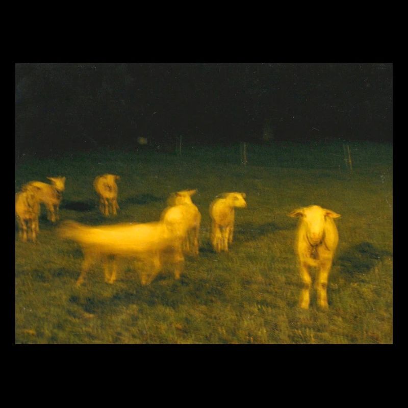 Sheep