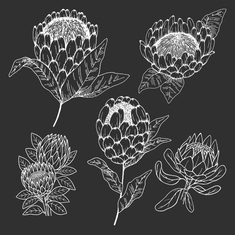 Protea flower group