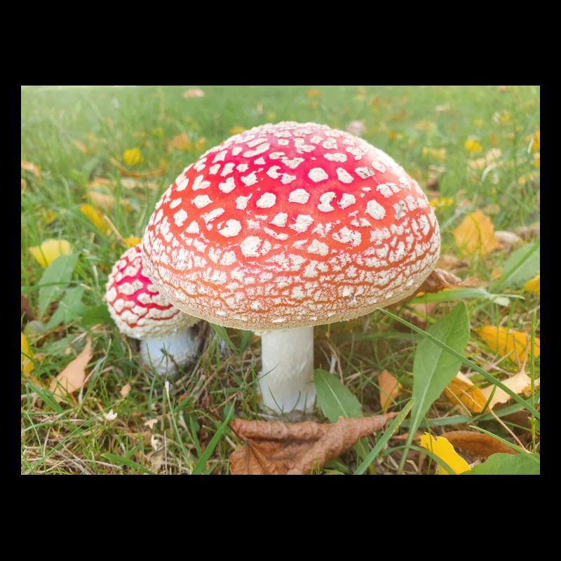 fly agaric also toadstool (in german Fliegenpilz)