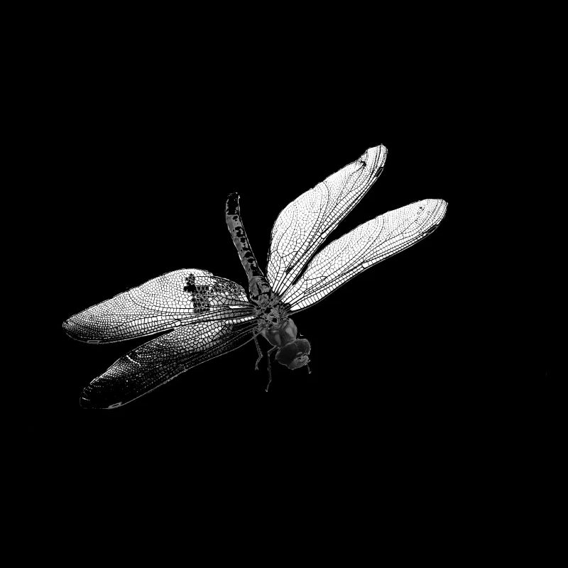 dragonfly