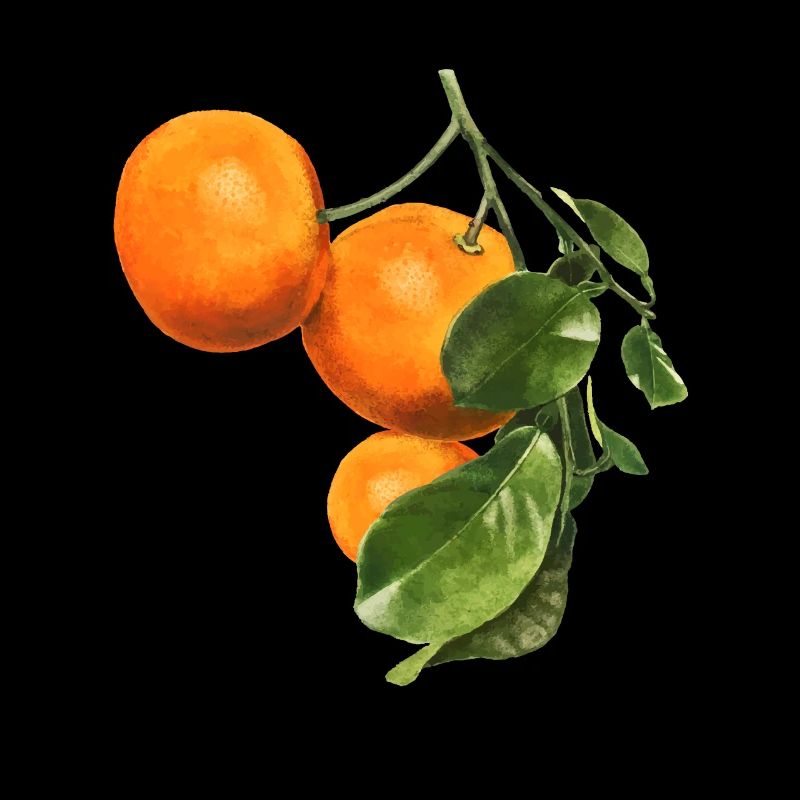 Orange Kunst Botanical Lebensmittel Gärtner
