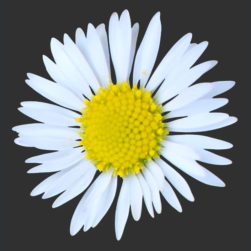 Gänseblümchen
