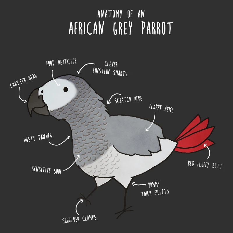 Anatomie du python royal