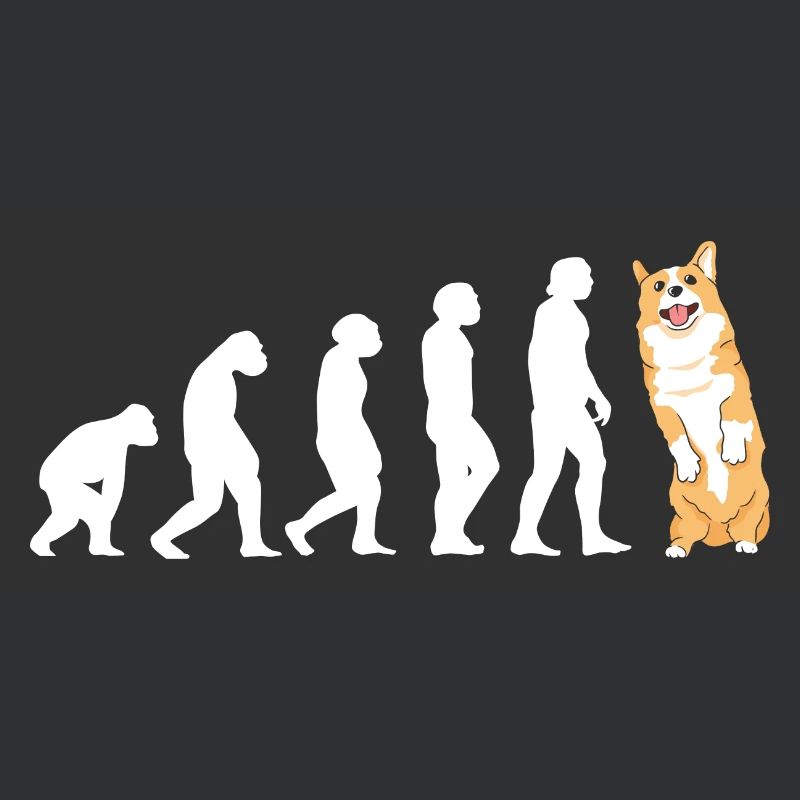 Évolution du chien Corgi