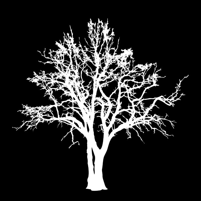 Tree Forest Tree of Life Gift Spiritual Trees
