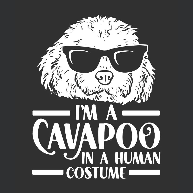 Cavapoo Cavoodle Capoodle Chien