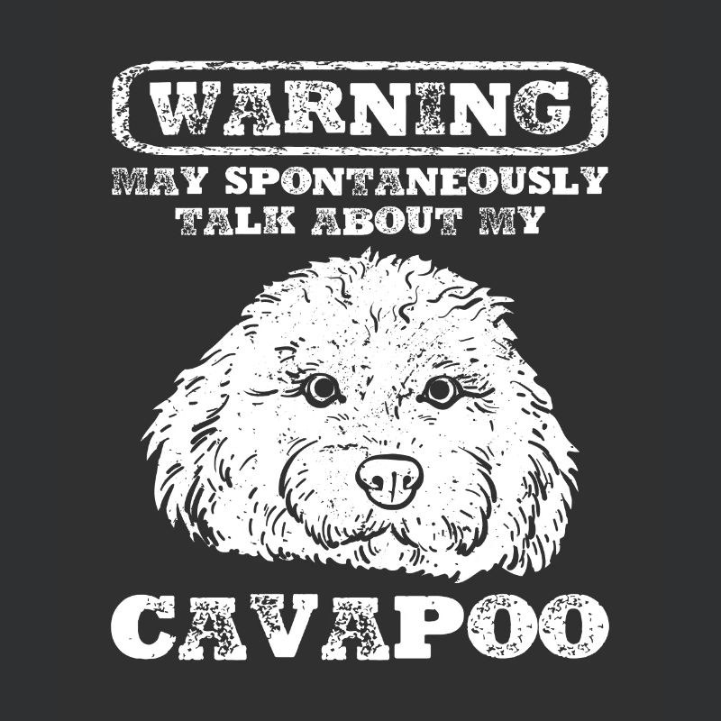 Cavapoo Cavoodle Capoodle Chien