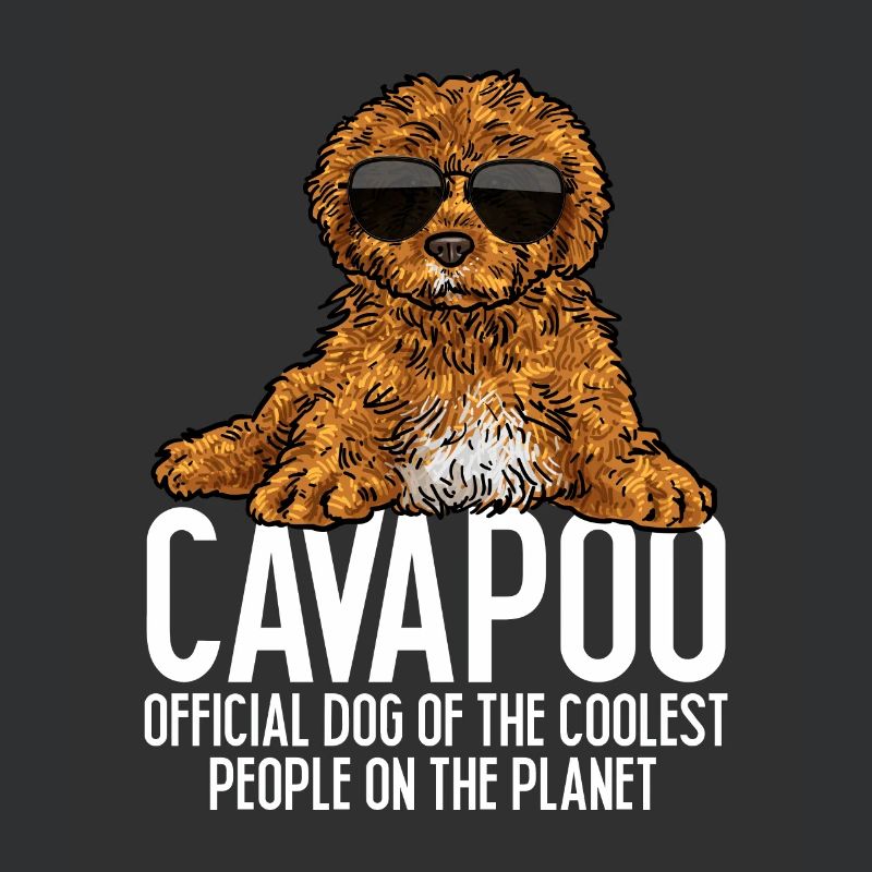 Cavapoo Cavoodle Capoodle Chien