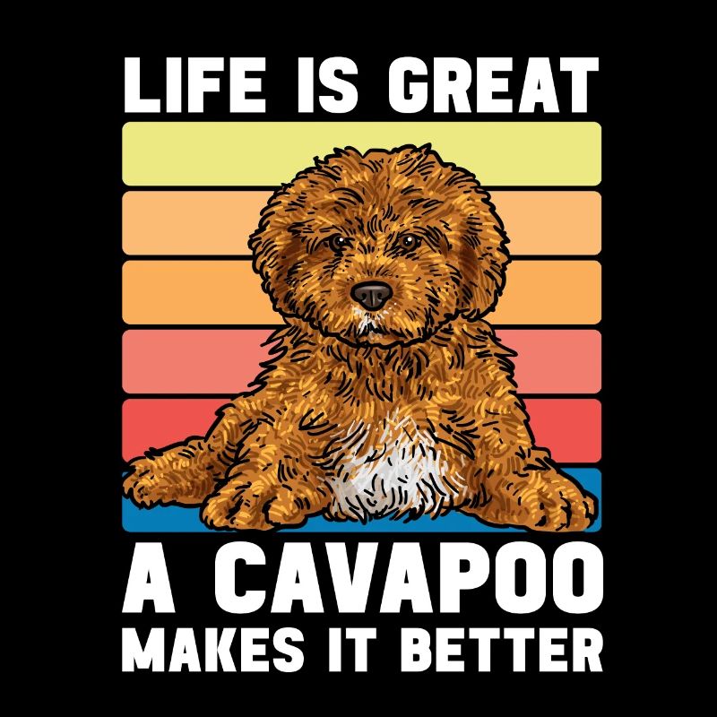 Cavapoo Cavoodle Capoodle Chien