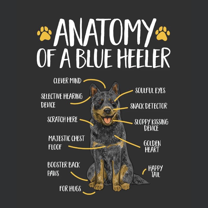 Bouvier australien Red Blue Heeler