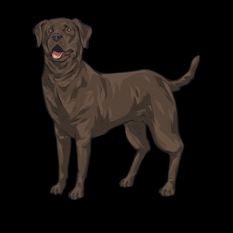 Chien Labrador Retriever chocolat